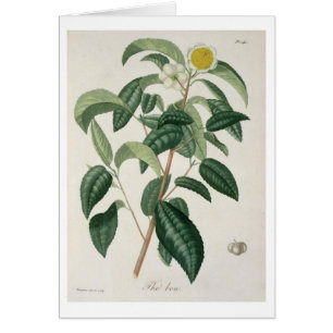 Kamelie Thea von "Phytographie Medicale" durch