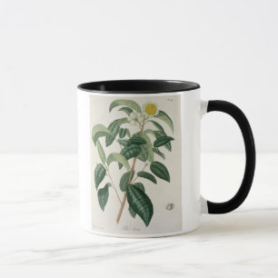 Kamelie Thea von "Phytographie Medicale" durch Tasse