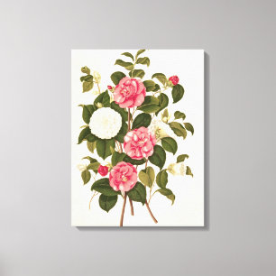 Kamelie von "einer Monographie auf den Klassen Leinwanddruck