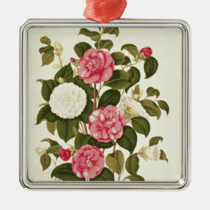 Kamelie von "einer Monographie auf den Klassen Silbernes Ornament