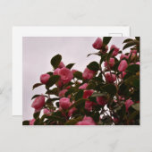 Kamelien-Blume Postkarte (Vorne/Hinten)
