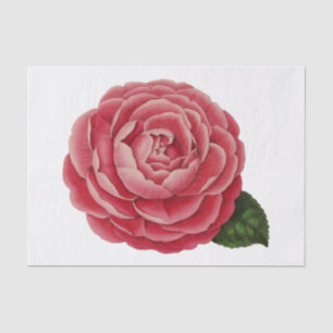Kamelien-Blumen-Seidenpapier #1 Seidenpapier