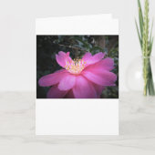 Kamelien, Karte (Vorderseite)