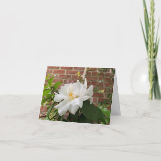 Kamelien-Karte (leer) Feiertagskarte