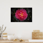 Kamelien, Poster (Küche)