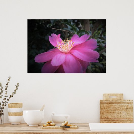 Kamelien, Poster (Küche)