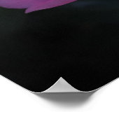 Kamelien, Poster (Ecke)