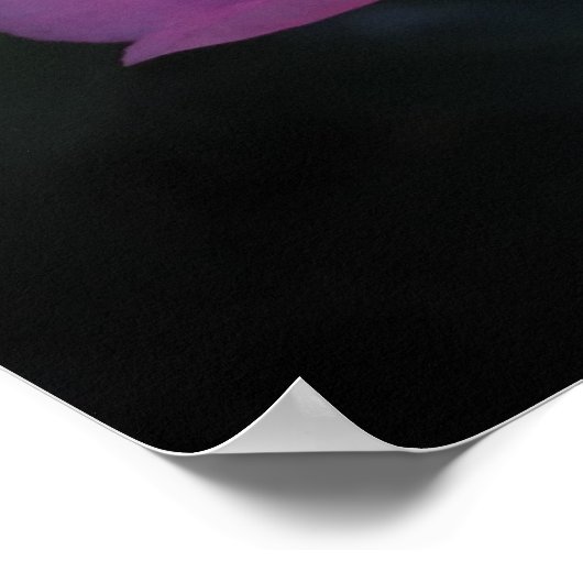 Kamelien, Poster (Ecke)