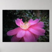 Kamelien, Poster (Vorne)