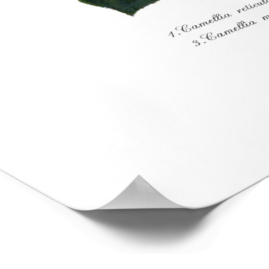 Kamelien Poster (Ecke)