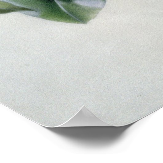 Kamelien Poster (Ecke)