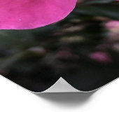 Kamelien, Poster (Ecke)