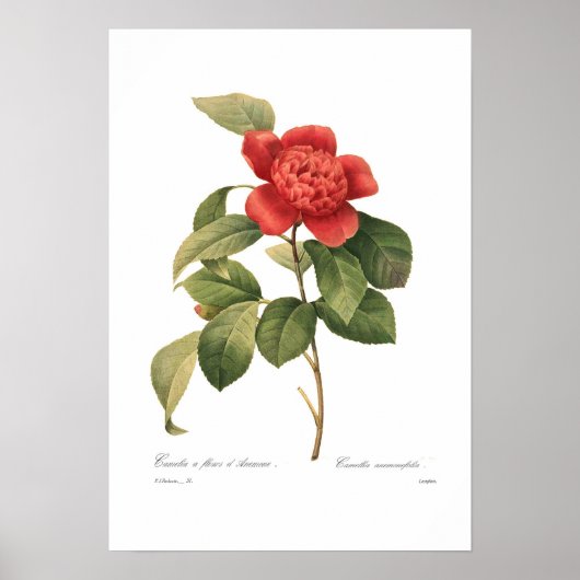Kamelien Poster (Vorne)