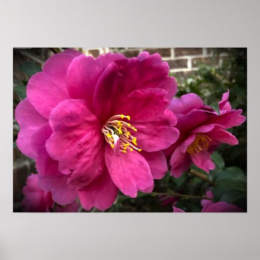 Kamelien, Poster (Vorne)