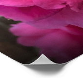 Kamelien, Poster (Ecke)