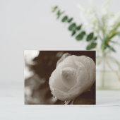 Kamelien Postkarte (Stehend Vorderseite)