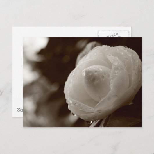 Kamelien Postkarte (Vorne/Hinten)