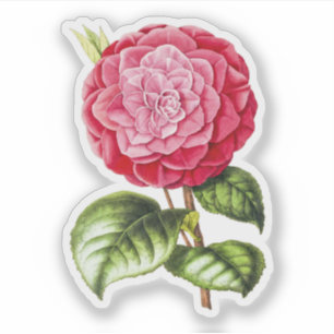 Kamelien, rosa Rosa Aufkleber