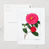 Kamelien-Tafel: Kumasaka Postkarte (Vorne/Hinten)
