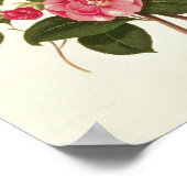 Kamelien von "A Monograph on the Genus" Poster (Ecke)