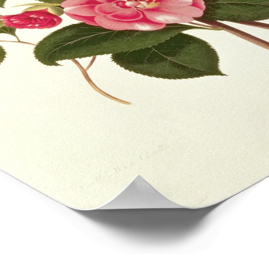 Kamelien von "A Monograph on the Genus" Poster (Ecke)