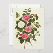 Kamelien von "A Monograph on the Genus" Postkarte (Vorne/Hinten)