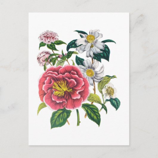 Kameliensorten Postkarte (Vorderseite)