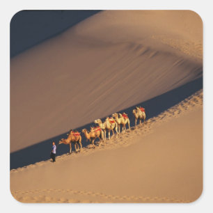 Kamelkarawane in der Wüste, Dunhuang, Gansu Quadratischer Aufkleber