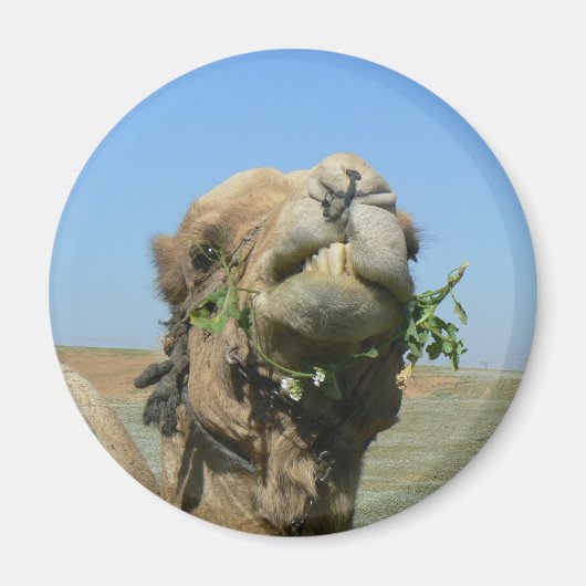 Kamelkauen-Blume Magnet (Vorne)