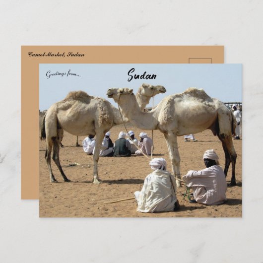 Kamelmarkt im Sudan Postkarte (Vorne/Hinten)