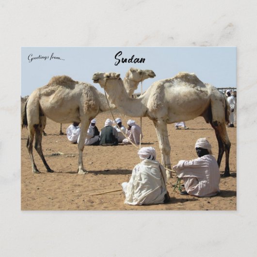 Kamelmarkt im Sudan Postkarte (Vorderseite)