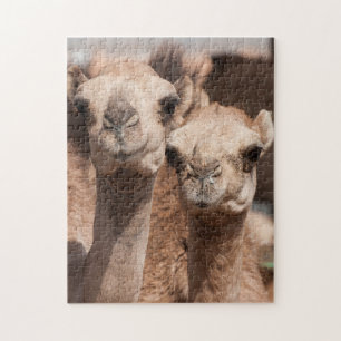 Kamelmarkt in Al Ain nahe Dubai Puzzle
