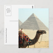 Kamelpyramide Postkarte (Vorne/Hinten)