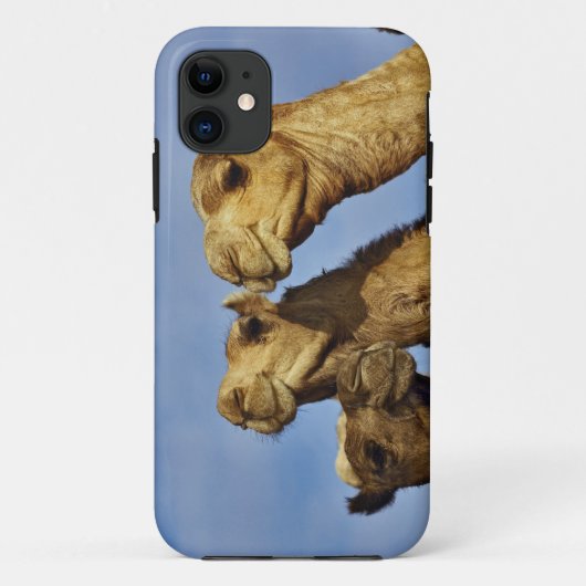 Kameltrio, Kamelmarkt, Kairo, Ägypten Case-Mate iPhone Hülle (Rückseite)