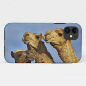 Kameltrio, Kamelmarkt, Kairo, Ägypten Case-Mate iPhone Hülle (Rückseite (Horizontal))