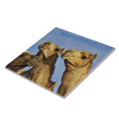 Kameltrio, Kamelmarkt, Kairo, Ägypten Fliese (Seite)