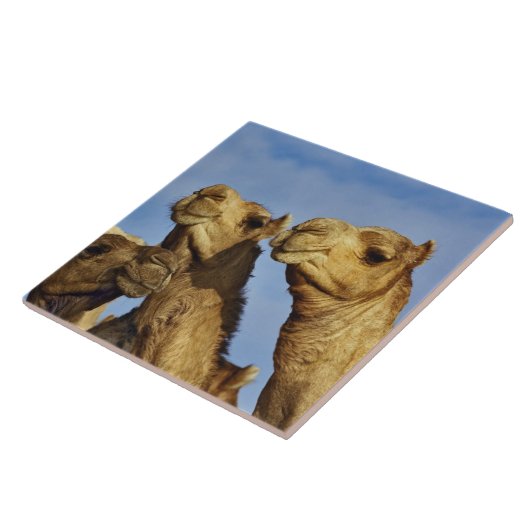 Kameltrio, Kamelmarkt, Kairo, Ägypten Fliese (Seite)