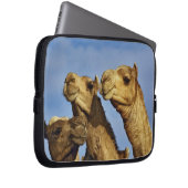 Kameltrio, Kamelmarkt, Kairo, Ägypten Laptopschutzhülle (Vorne Rechts)