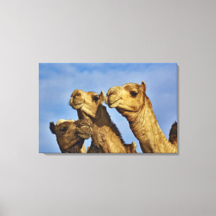 Kameltrio, Kamelmarkt, Kairo, Ägypten Leinwanddruck