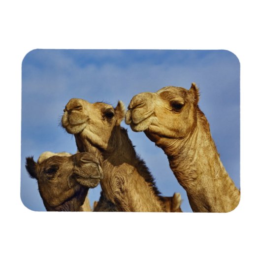 Kameltrio, Kamelmarkt, Kairo, Ägypten Magnet (Horizontal)
