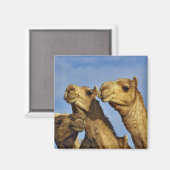 Kameltrio, Kamelmarkt, Kairo, Ägypten Magnet (Vorderseite/Rückseite)