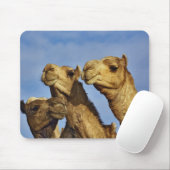 Kameltrio, Kamelmarkt, Kairo, Ägypten Mousepad (Mit Mouse)