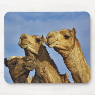 Kameltrio, Kamelmarkt, Kairo, Ägypten Mousepad