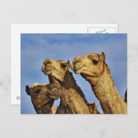 Kameltrio, Kamelmarkt, Kairo, Ägypten Postkarte (Vorne/Hinten)