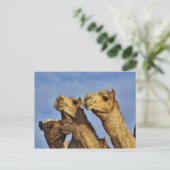 Kameltrio, Kamelmarkt, Kairo, Ägypten Postkarte (Stehend Vorderseite)