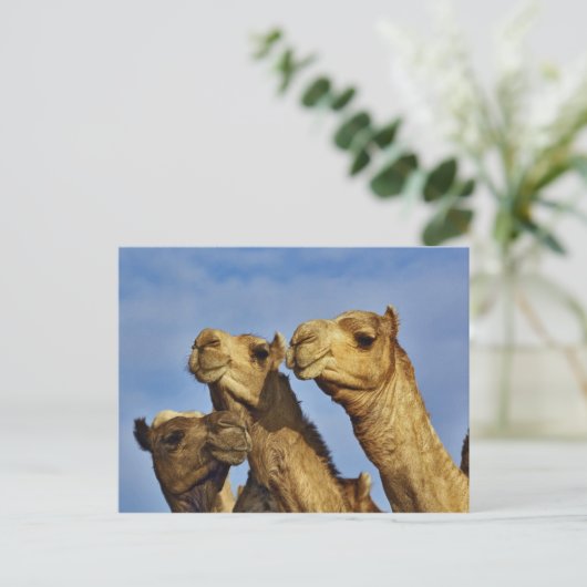 Kameltrio, Kamelmarkt, Kairo, Ägypten Postkarte (Stehend Vorderseite)
