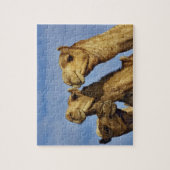 Kameltrio, Kamelmarkt, Kairo, Ägypten Puzzle (Vertikal)