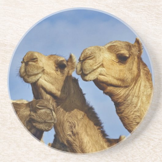Kameltrio, Kamelmarkt, Kairo, Ägypten Untersetzer (Vorne)