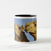 Kameltrio, Kamelmarkt, Kairo, Ägypten Zweifarbige Tasse (Mittel)