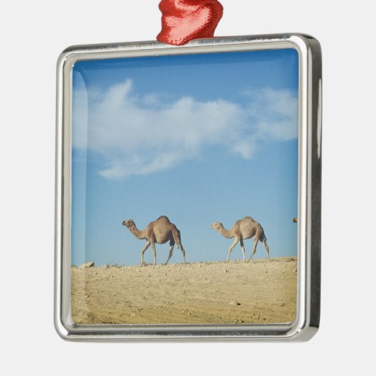 Kamelzug Silbernes Ornament (Links)